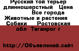 Русский той-терьер длинношерстный › Цена ­ 7 000 - Все города Животные и растения » Собаки   . Ростовская обл.,Таганрог г.